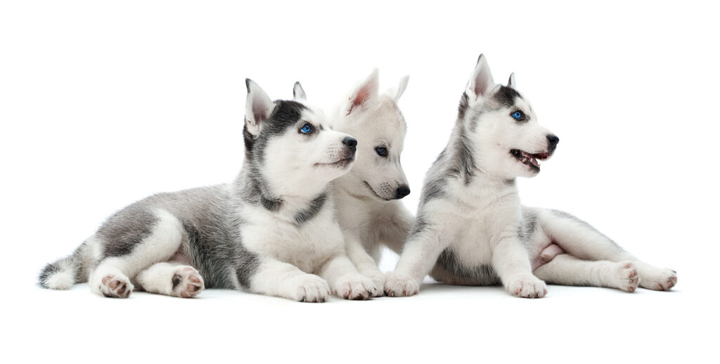 three-carried-puppies-siberian-husky-dogs-playing-sitting-floor-lying-waiting-food-looking-away-pretty-cute-group-dogs-with-white-gray-fur-blue-eyes-like-wolf-1024x638.jpg (77 KB)